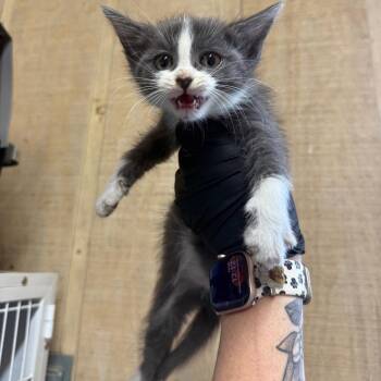 Joe -  Domestic Short Hair Cat for Adoption in New York, New York - Joe | PetCurious