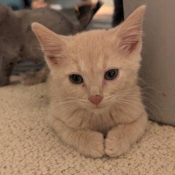 Rescue Domestic Short Hair Cats for Adoption in Chattanooga, Tennessee - Honey Bun | PetCurious
