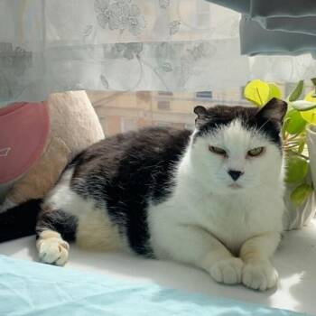 Rescue Domestic Short Hair Cats for Adoption in New York, New York - Starlight | PetCurious