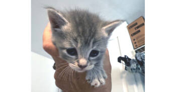 Rescue Domestic Short Hair Cats for Adoption in Virginia Beach, Virginia - Chantilly | PetCurious