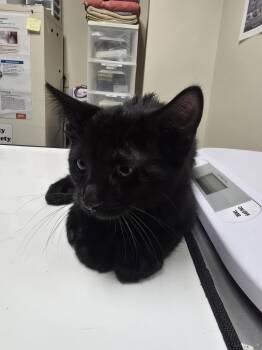 Coop -  Domestic Short Hair Cat for Adoption in Mineral Point, Wisconsin - Coop | PetCurious