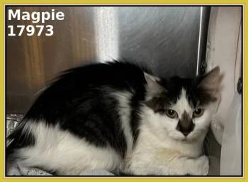 Domestic Medium Hair Cats Available for Adoption - MAGPIE | PetCurious