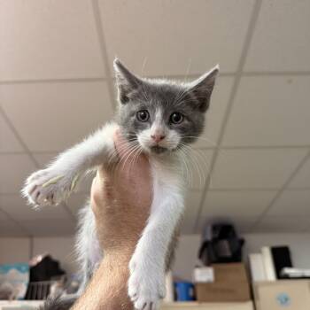 Five -  Domestic Short Hair Cat for Adoption in Columbia, South Carolina - Five | PetCurious
