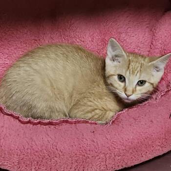 Rescue Domestic Short Hair Cats for Adoption in Plainfield, Illinois - Sherlock | PetCurious