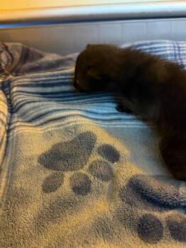 Cagney -  Domestic Short Hair Cat for Adoption in Chamblee, Georgia - Cagney | PetCurious