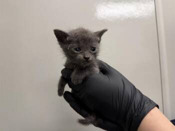 IN FOSTER - BLUE COLLAR -  Domestic Short Hair Cat for Adoption in Ontario, California - IN FOSTER - BLUE COLLAR | PetCurious