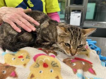 Domestic Short Hair Cats Available for Adoption - PENNY | PetCurious