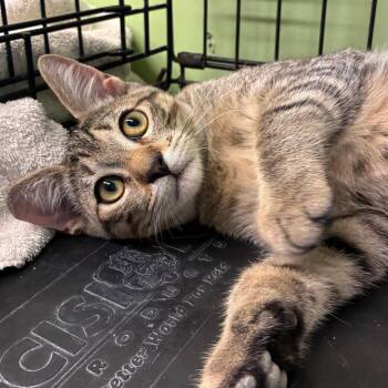 Mike -  Domestic Short Hair Cat for Adoption in St. Helena, California - Mike | PetCurious