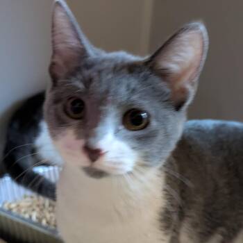 Two Bit -  Domestic Short Hair Cat for Adoption in Chicago, Illinois - Two Bit | PetCurious