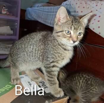 Rescue American Shorthair and Domestic Short Hair Cats for Adoption in Brownsville, Pennsylvania - Bella | PetCurious