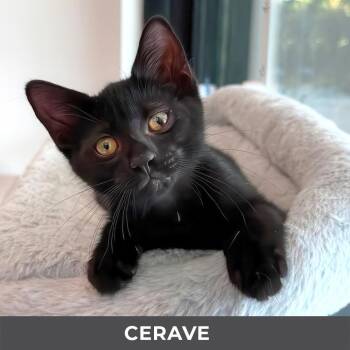 CeraVe -  Domestic Short Hair Cat for Adoption in Toronto, Ontario - CeraVe | PetCurious