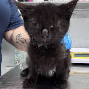 Domestic Short Hair Cats Available for Adoption in Summerville, South Carolina - Figgie | PetCurious