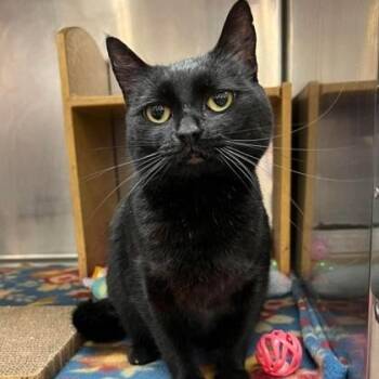Domestic Short Hair Cats Available for Adoption in Warr Acres, Oklahoma - Padme | PetCurious
