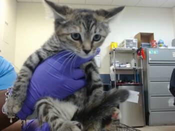 PHOBE -  Domestic Short Hair Cat for Adoption in Doral, Florida - PHOBE | PetCurious