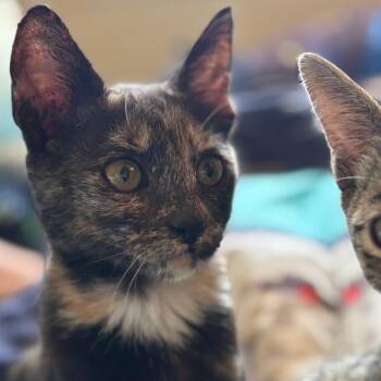 Penny -  Domestic Short Hair Cat for Adoption in Huntsville, Alabama - Penny | PetCurious