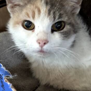 Rescue Domestic Short Hair Cats for Adoption in Carmel, Indiana - Tansy @ Petco | PetCurious