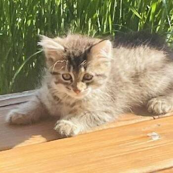 Jane C11752 -  Domestic Medium Hair Cat for Adoption - Jane C11752 | PetCurious