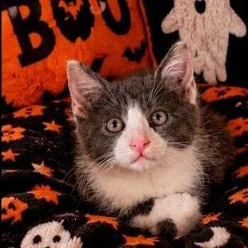 Andrew -  Domestic Short Hair Cat for Adoption in Long Beach, California - Andrew | PetCurious