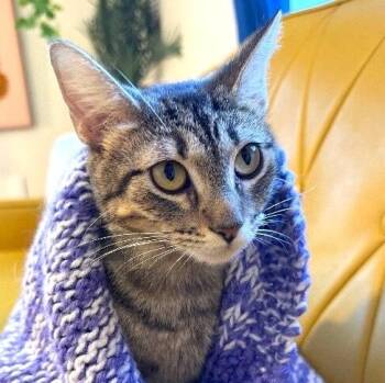 Domestic Short Hair and Tabby Cats Available for Adoption - Velvet Wonka | PetCurious