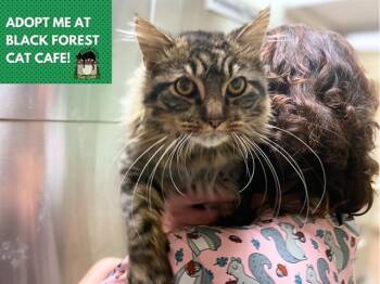 Rescue Domestic Long Hair Cats for Adoption in Fort Wayne, Indiana - FLUFFINGTON | PetCurious