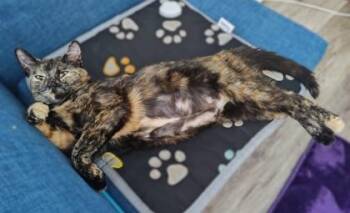 Domestic Short Hair Cats Available for Adoption - Freckles | PetCurious