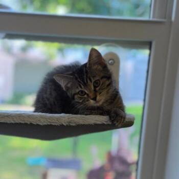 Goldie -  Domestic Short Hair Cat for Adoption in Muncie, Indiana - Goldie | PetCurious