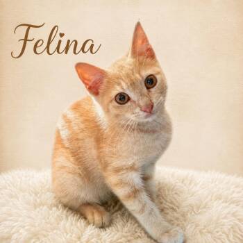 Felina (FCID# 07/1/2026-158) -  Tabby Cat for Adoption in Greenville, Delaware - Felina (FCID# 07/1/2026-158) | PetCurious