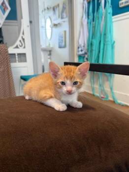 Rescue Domestic Medium Hair Cats for Adoption in Houston, Texas - Marmalade | PetCurious