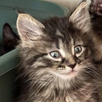 Honda -  Domestic Long Hair Cat for Adoption in Durango, Colorado - Honda | PetCurious