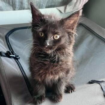 Captain Jack -  Domestic Long Hair Cat for Adoption in Winchester, Virginia - Captain Jack | PetCurious