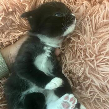 Domestic Short Hair Cats Available for Adoption in Long Beach, California - RASCAL | PetCurious