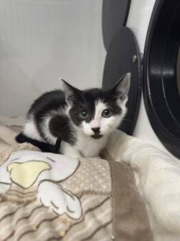 Domestic Short Hair Cats Available for Adoption in Roseville, California - Daphne | PetCurious