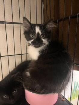 Marnie Piper -  Domestic Medium Hair Cat for Adoption in Webster, Wisconsin - Marnie Piper | PetCurious