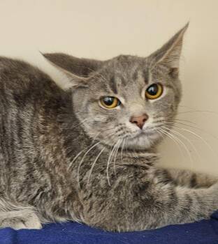 Sally -  Domestic Medium Hair Cat for Adoption in Bloomington, Indiana - Sally | PetCurious
