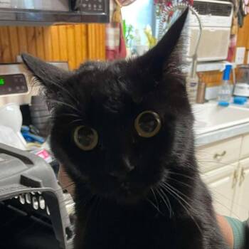 Munchkin Cats Available for Adoption in Hemet, California - Vegas | PetCurious