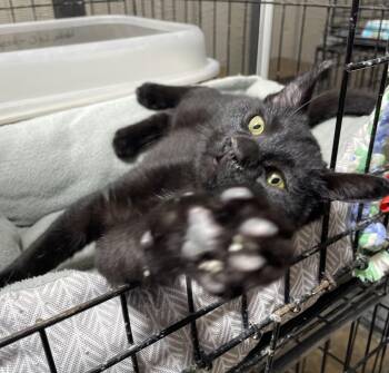 Rescue Domestic Short Hair Cats for Adoption in Le Mars, Iowa - Yuma | PetCurious