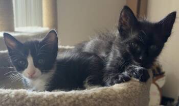 Blue and Silas -  Domestic Long Hair Cat for Adoption in Buffalo, New York - Blue And Silas | PetCurious
