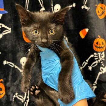 Kawaii -  Domestic Short Hair Cat for Adoption in San Antonio, Texas - Kawaii | PetCurious