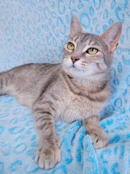 Rescue Domestic Short Hair Cats for Adoption in Hornell, New York - Vixen | PetCurious