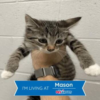 Gaston -  Domestic Short Hair Cat for Adoption in Cincinnati, Ohio - Gaston | PetCurious
