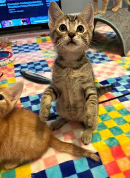 Egyptian Mau Cats Available for Adoption in Lawrenceville, Georgia - Bailey And Stanley  | PetCurious