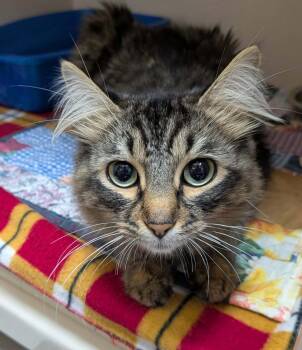 Rescue Domestic Long Hair Cats for Adoption in Wetaskiwin, Alberta - Bumble | PetCurious