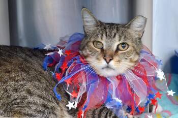 Domestic Short Hair Cats Available for Adoption in Sanford, Florida - Buck (FIV Positive) | PetCurious