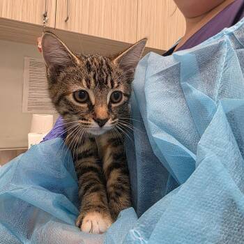 Evelyn -  Domestic Short Hair Cat for Adoption in Chattanooga, Tennessee - Evelyn | PetCurious