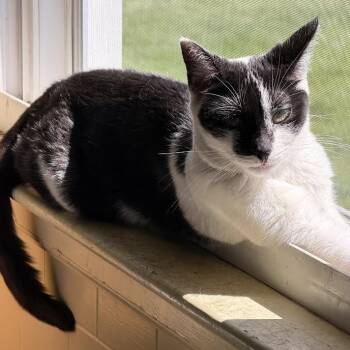 Kali -  Domestic Short Hair Cat for Adoption in Buffalo, New York - Kali | PetCurious