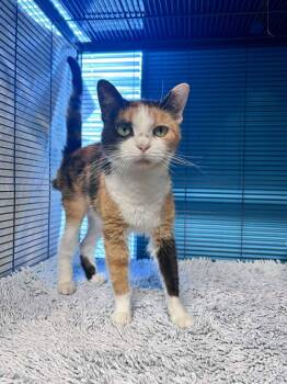 Nicolette -  Domestic Short Hair Cat for Adoption in Sebastian, Florida - Nicolette | PetCurious
