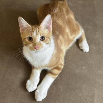 Dime -  American Shorthair and Tabby Cat for Adoption in Lampasas, Texas - Dime | PetCurious
