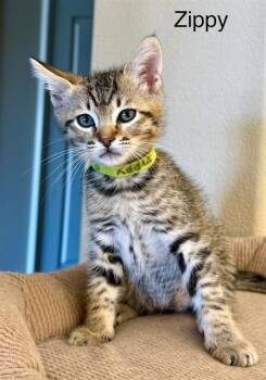 Domestic Short Hair Cats Available for Adoption in Tustin, California - ZIPPY | PetCurious