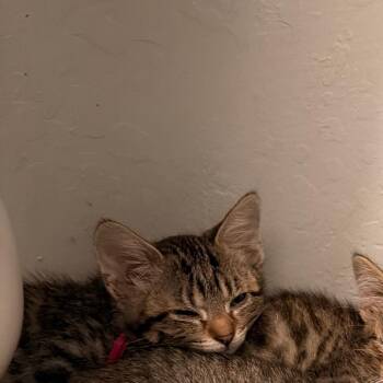 Taki -  Domestic Short Hair Cat for Adoption in Vallejo, California - Taki | PetCurious