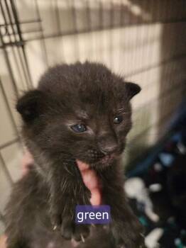 Uri -  Tabby Cat for Adoption in Kennewick, Washington - Uri | PetCurious